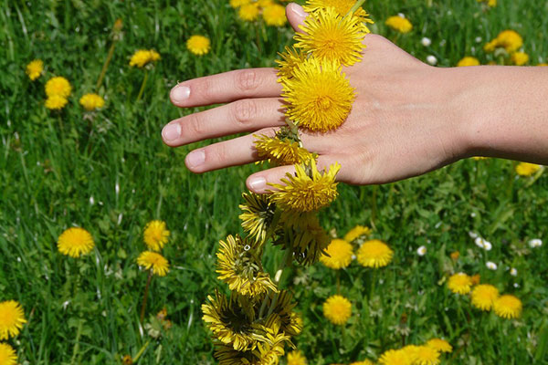 Human hand touching dandelion with yellow flowers