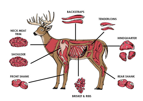 Diagram of the types of deer cuts