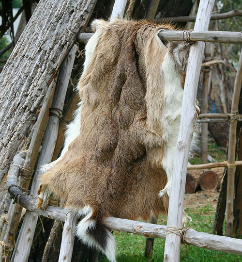 Deer hide handing on a shelter made from sticks and branches