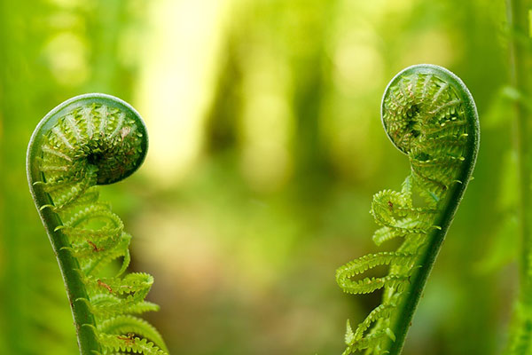 Fiddlehead fern