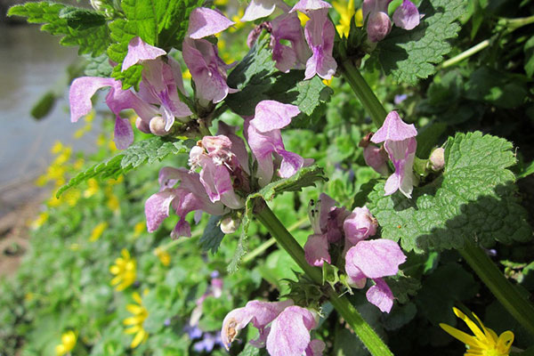 Henbit with purple flowers