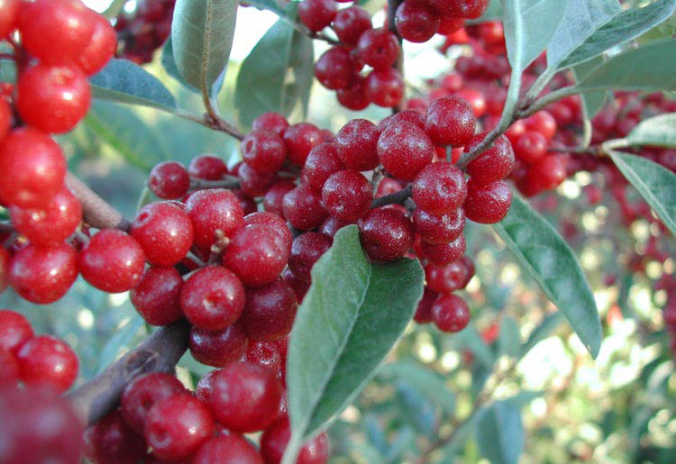 Wild red berries growing on a plant