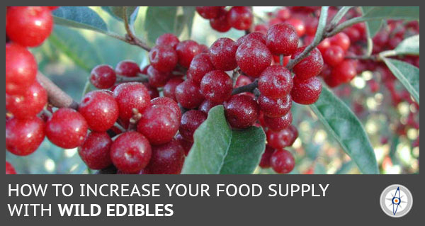 Wild red berries growing on a plant