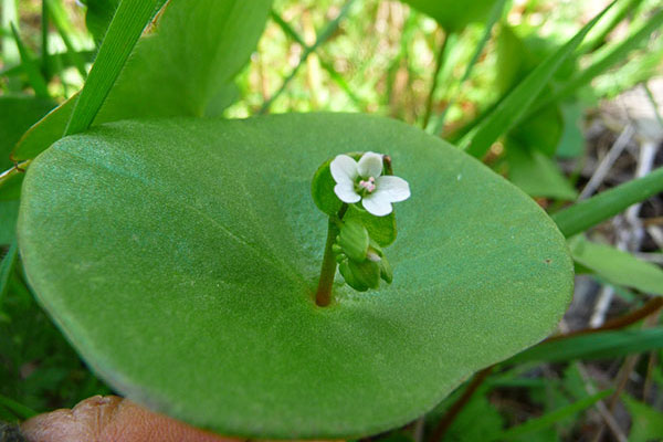 Miner's lettuce with a white flower