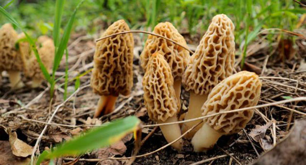 Morel mushrooms growing in the ground