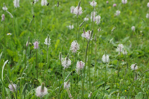 Plantain with white and purple flowers