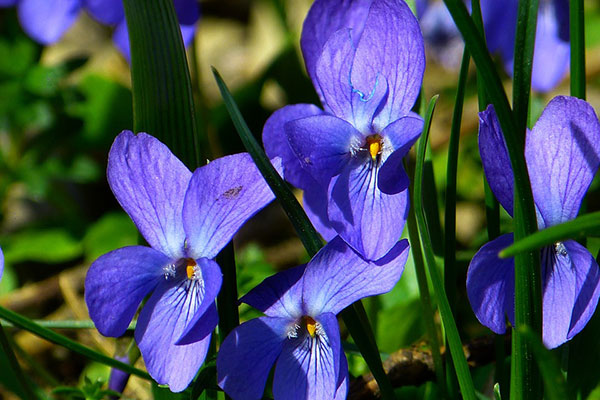 Violets with purple flowers