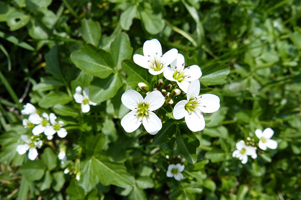 Watercress with white flowers