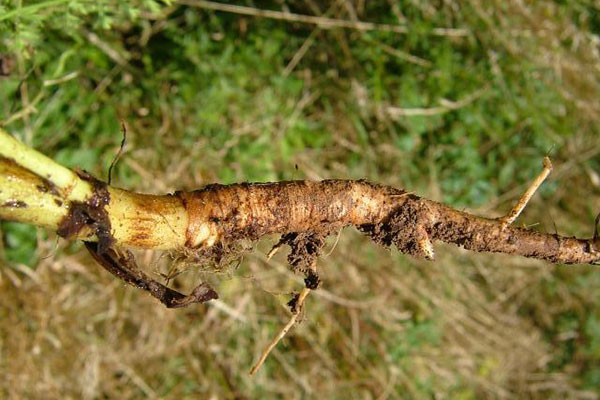 Wild carrot pulled from the ground