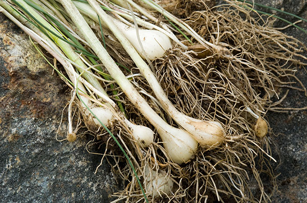 Pulled white garlic plant