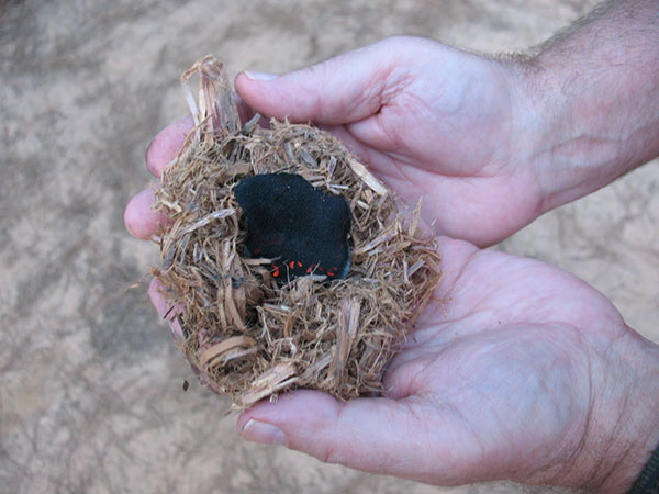 Hands holding a pile of tinder with some cloth