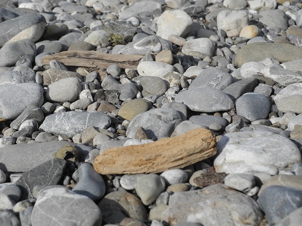 drift wood on stones