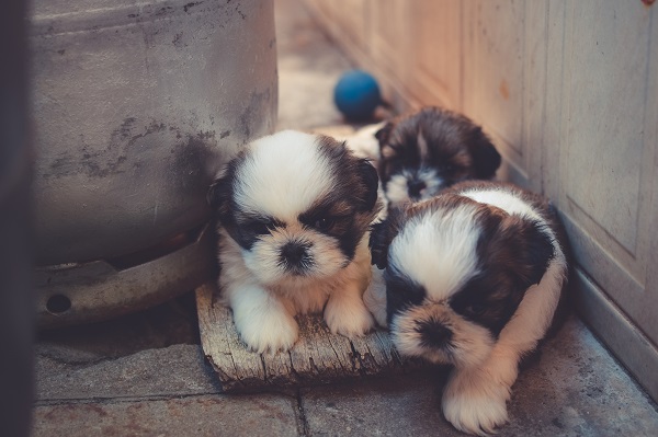 Three white and brown puppies