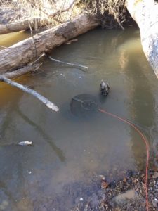 turtle floating in a stream