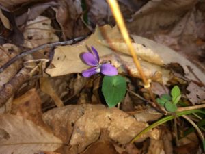 edible flowers located in the woods