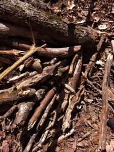 pile of sticks in the forest for starting a fire