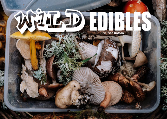 Mushrooms in a clear plastic bin