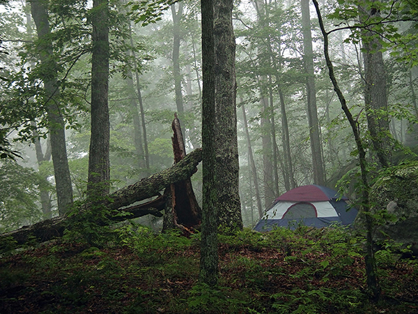 morning fog in a forest with a tent in the background
