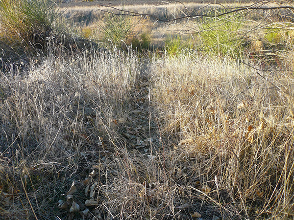 Game trail cut through tall grass in a meadow