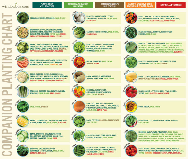 Chart of vegetables for preppers garden