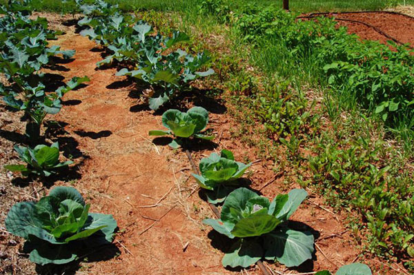 Gardening tips for cabbage