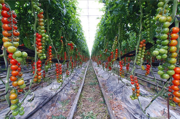 Growing tomato's