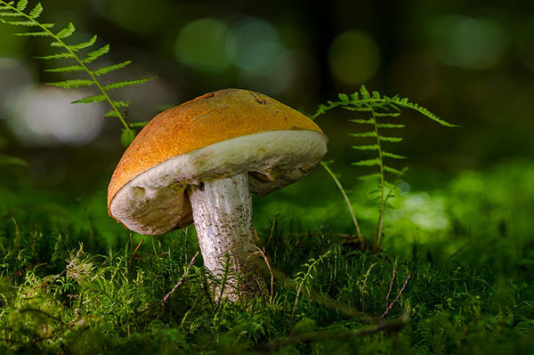Mushrooms as survival food