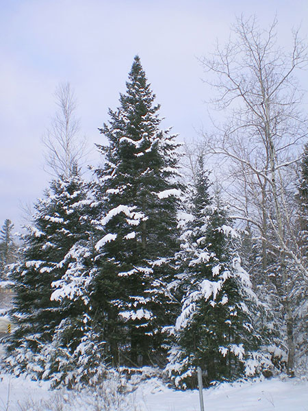 Spruce