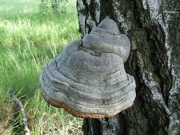 Tree fungus for fire starting 
