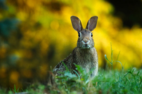 rabbit hunting tips
