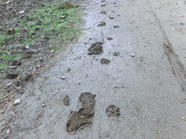 Footprints in the mud