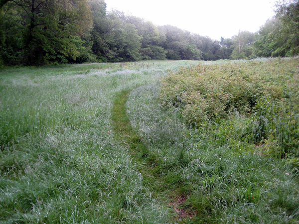 Tracks in grass