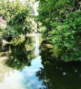 Wooded area and stream