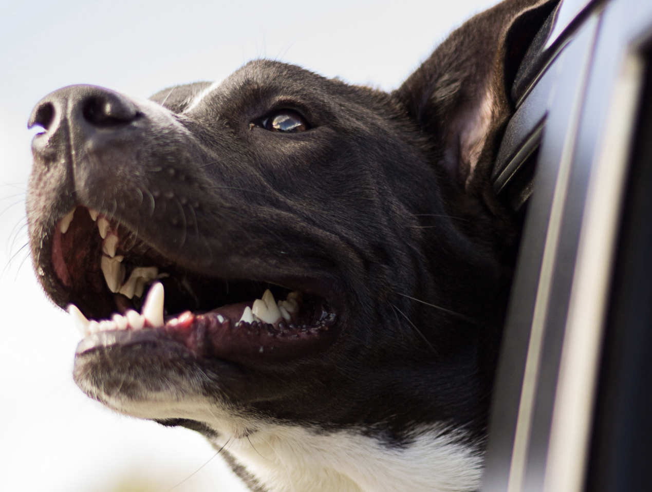 SHTF The Value Of A Good Dog Survival Dispatch