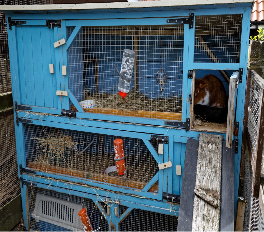 Small Scale Livestock - Survival Dispatch