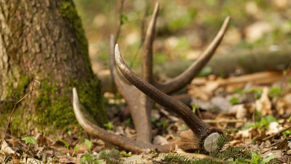 Antlers Using Every Piece of the Deer: 5 Ways to Savor Your Game