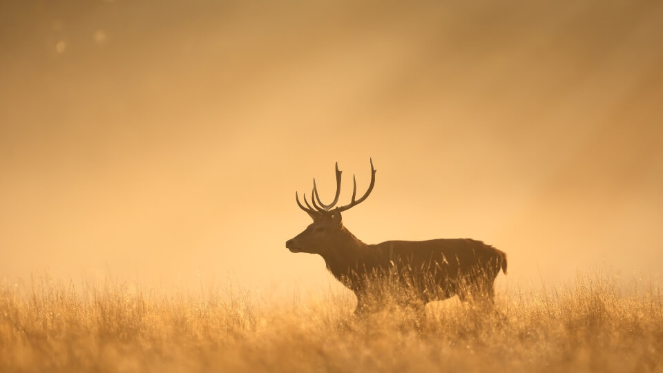 Misc. Img 2 Using Every Piece of the Deer: 5 Ways to Savor Your Game