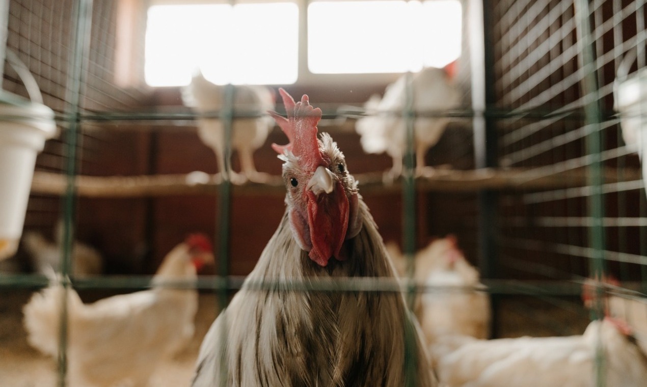 Coop Design Tips to Keep Healthy, LowMaintenance Chickens Survival