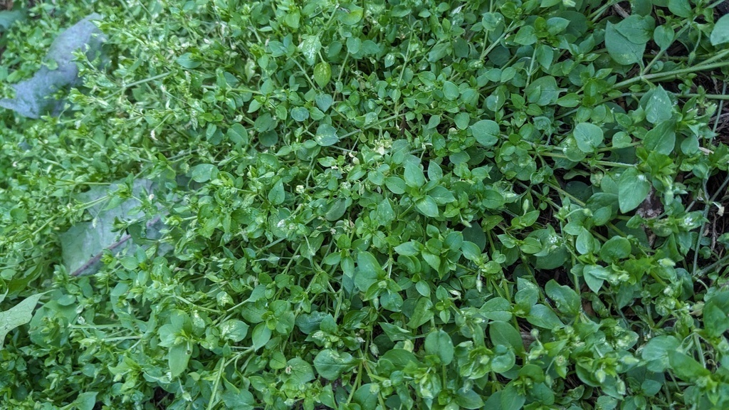 Chickweed can be found as green as this in the winter!