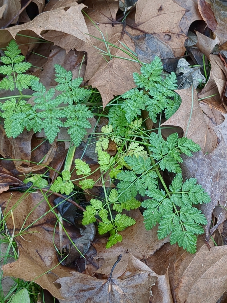 Poison hemlock (pictured here) is not something you want to pick up in your winter foraging!